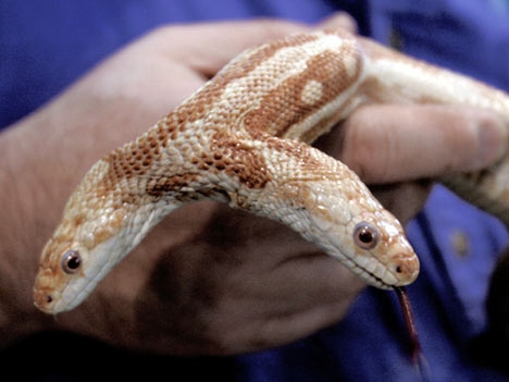 serpente a due teste serpente a due teste